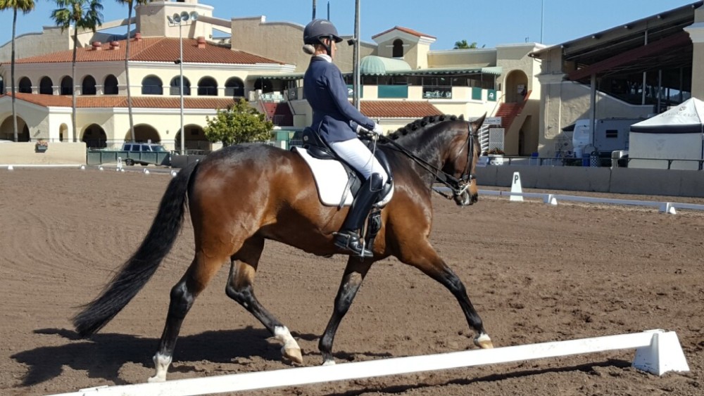 Lena Davis - N2 Saddlery